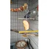 Otros suministros para pájaros Loros Pájaros Soporte para alimentos Pet Acero inoxidable Fruta Lanza Palo Vegetal Pincho Alimentador Forrajeo Juguetes Metal