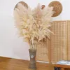 Fiori decorativi decorazioni per matrimoni boho 80 cm Plumo grande Pampas secco Pampas naturale naturale Flower Preserve Fleur Sechees Mariage