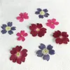 Original Color Verbena 2020 Handmade floral pressed flower for specimen whole shipment 120 pcs Y1128257w