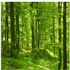Bellissima foresta verde BOGGI SULLO SULLO SULLA FINESTRA SCHEDPAPERA MURALE282F