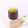 Decorative Flowers Simulated Succulent Plant Fei Huayu Ruiyun Ornamental Bonsai Color Artificial Potted