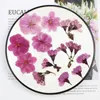 Dekorative Blumen, 120 Stück, gepresst, getrocknet, Malus Spectabilis, Blumenstiel, Herbarium, Epoxidharz, Schmuck, Karte, Lesezeichen, Rahmen, Handyhülle, Gesichts-Make-up