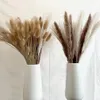 100pcs LOT CREM PAMPAS GRASSA GRAVA PHRAGMITES Decoração Natural Bunny Tail Flores secas Bouquet Boho Decoração de casa 231221