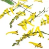 Kwiaty dekoracyjne 100pcs naciśnięty suszony corydalis pallida roślina roślinna roślina do biżuterii