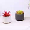 Decorative Flowers Simulated Succulent Plant Fei Huayu Ruiyun Ornamental Bonsai Color Artificial Potted