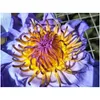 Decorative Flowers Wreaths Blue Lotus Dried Whole Flower Nymphaea Caerea 210317 Drop Delivery Home Garden Festive Party Supplies Dh4Qe