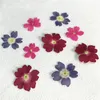 Original Color Verbena 2020 Handmade floral pressed flower for specimen whole shipment 120 pcs Y1128199j