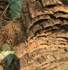 Decorazioni albero di corteccia arrampicata rettile lucertola in sughero elmo champagne decorazioni per animali domestici drift bosco in legno driftwood natural7521761