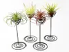 Decorazioni da giardino Supporto per piante ad aria Supporto per fiori a spirale in ferro nero Contenitore AirPlant Tillandsia XB11779533