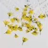 Dekoratif Çiçekler 120 Preslenmiş Kurutulmuş Lysimachia Barystachys Bunge Bitki Herbaryum Mücevher Kartpostal Davetiye Kartı Telefon Kılıfı Bookmark DIY