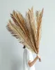 Fruticose dracaena yaprağı doğal kurutulmuş bitki sago cycas branchdry palm fan yaprakları düğün ev masası dekorasyonu 2106247532695