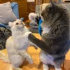 11 adet komik kedi çubuk püskül yedek kafa kedi zili interaktif oyuncak püskül yavru kedi komik kedi kedi eğitim oyuncak