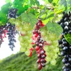 Feestdecoratie eringogo kunstmatige druiven levensechte druivenclusters wijnmakerij decor bladeren nepvak fruit hangende ornamenten thuis keuken bruiloft