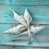 4PCS Natural Conch Changting Snail White Fairy Snail Marine Biological Specimen Aquarium Decoration Sea Shells Jewelry DIY 231222