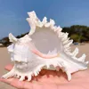 Natural Large Conch Shell Kirin Snail Thousands Of Snail Coral Seashell Natural Snail Turban Conch Hand Gifts African Colle 231222