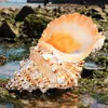 1PC Huge Natural Frog Shell For Home Decoration Wedding Party Decor Gifts Large Conch Beach Shell Specimen for Fish Tank 231222