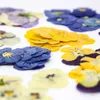 Fleurs décoratives 120 PCS Presse Presse Pansy Flower Filler pour collier pendentif en résine époxy