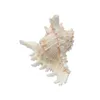 Natural Large Conch Shell Kirin Snail Thousands Of Snail Coral Seashell Natural Snail Turban Conch Hand Gifts African Colle 231222