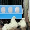 Andra fågelförsörjningar duva matare vatten vaktel kyckling dispenser dricker mat matning hängande låda fjäderfä papegoettparakit
