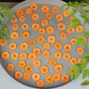 Dekoratif çiçekler 60pcs kurutulmuş preslenmiş skura papatya çiçek bitkisi herbaryum için mücevher işareti kartpostal telefon kılıfı po çerçeve zanaat diy yapımı