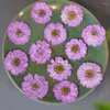 Dekoratif çiçekler 60pcs kurutulmuş preslenmiş skura papatya çiçek bitkisi herbaryum için mücevher işareti kartpostal telefon kılıfı po çerçeve zanaat diy yapımı