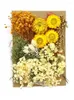 Decoratieve bloemen Gedroogd gedrukt voor hars natuurlijke bladeren Bulk droge kruidenkit Home Simulatie Hanger Diy Craft Decoratie