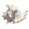 16-23CM Natural Large Conch Shell Kirin Snail Murex Ramosus Shell Collection Gift African Turban Seashell Coral Conch Home Decor 231222