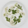 Декоративные цветы 60 шт. Высушенные прессованные натуральные белые спириа цветочные стеблы