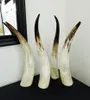 11 Naturliga äkta hornprydnader Enkelt gult singel Horn Horn of Africa mer än 40cm60cm9395177