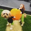 Hundekleidung Kürbis Haustier Kostüm auffällige Halloween-Kostüme süße Design mit Kostüm-Kleidungskleidung für Wohnkultur