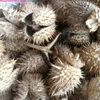 Decorative Flowers High Quality Bulk Natural Datura Dried Fragrant