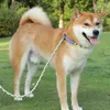 Hundhalsar Leash P Chain Collar Leashes Dogs Anti Loss Rope för Walking Puppy Training Pet Supplies