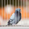 Cage porte oiseau approvisionnement nourriture pour animaux jouets toucher le fer de course fournitures pour animaux de compagnie 231225