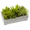 Dekorativa blommor Succulent Garden Artificial Plant med Concrete Planter Green