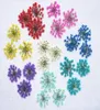 120pcs Pressed Dried Ammi Majus Flower Dry Plants For Epoxy Resin Pendant Necklace Jewelry Making Craft DIY Accessories4700724