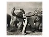 Richard Avedon Dovima avec éléphants robe de soirée affiche peinture décor à la maison encadré ou non encadré Poppaper Material5518069