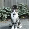 犬のアパレル防止ペットの帽子家庭猫のためのスタイリッシュなアクセサリー