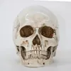 1 Stück Skelettkopf Modell Harz Handwerk Schädel hochwertige Statuen Skulpturen Replik Schädel Dekor Prop Halloween Home Decor 231228