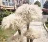 Dried Flower 50Pcslot Whole Phrag Mites Natural Decorative Pampas Grass For Home Wedding Decoration Flowers Bunch 5660cm251q6692264