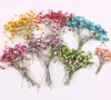 Fleur séchée pressée Gypsophila paniculata, 120 pièces, pour la fabrication de bijoux en résine époxy, cadre de carte postale, étui de téléphone artisanal DIY3894247