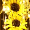 Decorative Flowers Artificial Sunflower In Glass Dome With Led Light Strip Enchanted Lamp Anniversary Romantic Gifts For Women