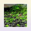 Decorations Water Plant Root Fertilizer Sand Fertilizer Aquarium Kies Aquarium Soil Stone Substrate Gravilla Fish Tank Soil Water 2032821