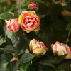 Dekorative Blumen Simulierte Blume Hochwertige künstliche realistische hängende Rose Grünpflanze für Zuhause Hochzeit Dekor Garten