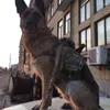 Hondenkleding Paardenkleding Herfst Gouden Haar Training Groot Tactisch Vest In Combat