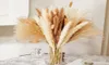 80 pezzi decorazione di pampa essiccata naturale marrone bianco erba pomposa code di coniglio essiccate canna di grano Boho composizione floreale per la casa9656175