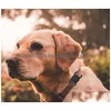 Étui de 15 couleurs en gros compatible avec Apple Airtag Collier de chien Support de boucle pour animaux de compagnie Étuis en gel de silice souples pour étiquettes d'air Fournitures pour chiens Re Dhe2P