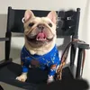 デザイナー犬服秋の冬のペットファッションブランドセーターシュナウザー西ハイランドファイティングVIP猫セーターブランドペット服CSD2312307