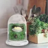Vases 2 Pcs Moss DIY Glass Dome Display Case Food Containers Landscape Bottle Showcase