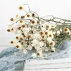 Dried Flowers More Than Flower Heads/Bundle Real Natural White Cineraria Bouquet Dry Roses Arrangement Decoration Home