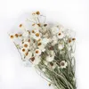 Dried Flowers More Than Flower Heads/Bundle Real Natural White Cineraria Bouquet Dry Roses Arrangement Decoration Home